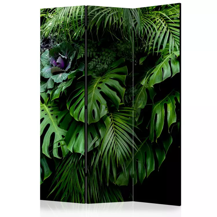 Regenwald - Tropische Monstera-Blätter im Dschungel