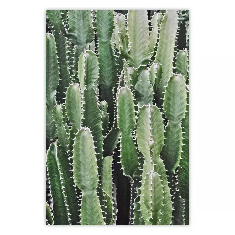 Kaktusgarten - Komposition mit stacheligen Pflanzen in Grüntönen