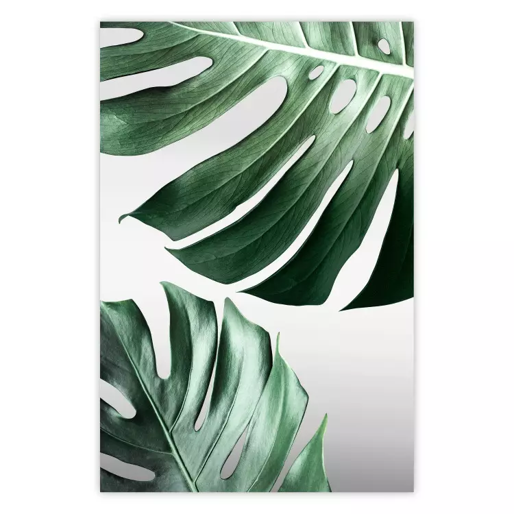 Monsterablätter - Grüne tropische Pflanzen auf weißem Hintergrund