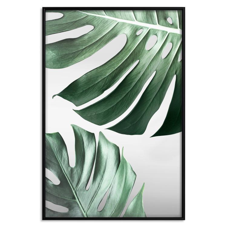 Monsterablätter - Grüne tropische Pflanzen auf weißem Hintergrund