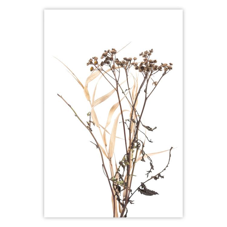 Kamille - Einfache Herbstkomposition mit pflanzlichem Motiv auf Weiß