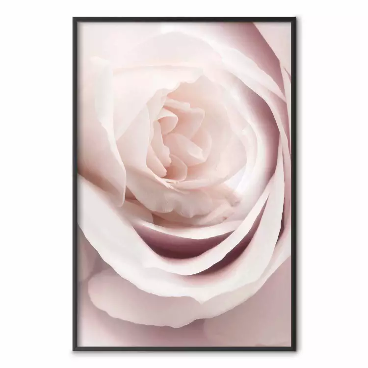 Porzellanrose - Hellrosa Pflanze mit einer schönen frischen Rosenblüte