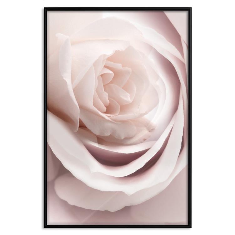 Porzellanrose - Hellrosa Pflanze mit einer schönen frischen Rosenblüte