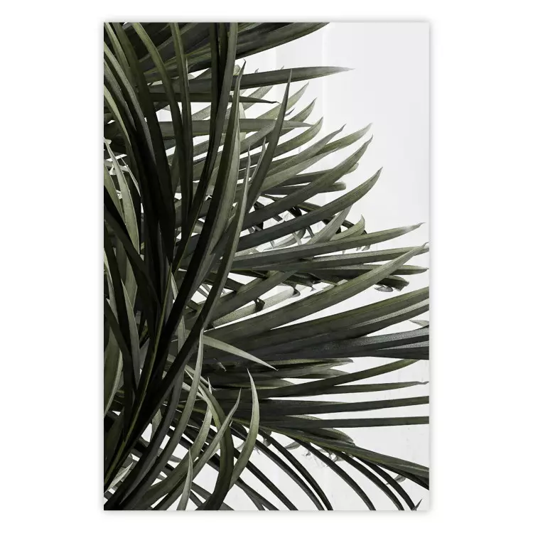 Schatten Palmen - Tropische Blätter auf Weiß