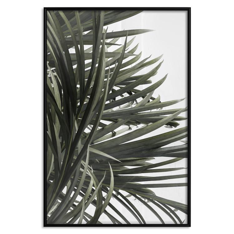 Schatten Palmen - Tropische Blätter auf Weiß