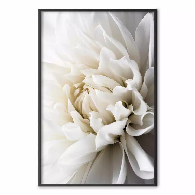 Weiße Dahlie - Samtige weiße Blume in romantischer Stimmung