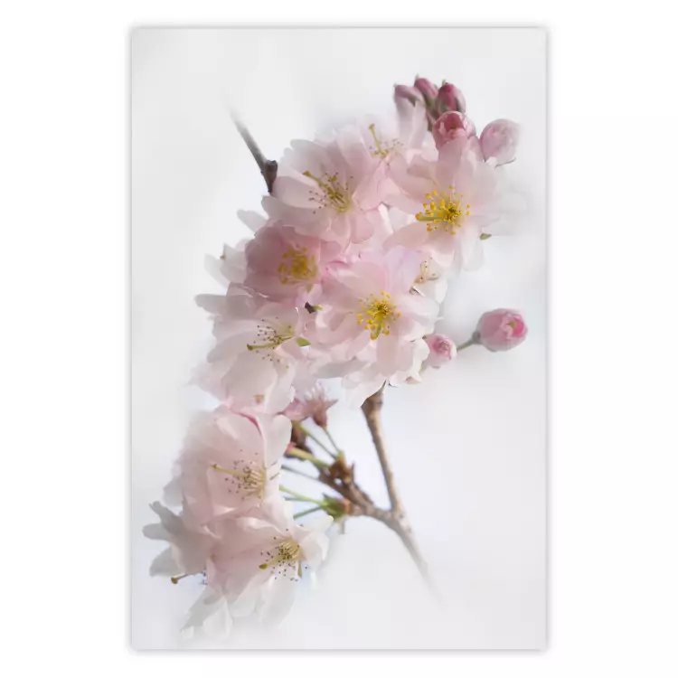 Frühling in Japan - Ast mit rosa Blüten auf hellem weißen Hintergrund