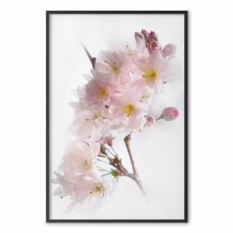 Frühling in Japan - Ast mit rosa Blüten auf hellem weißen Hintergrund