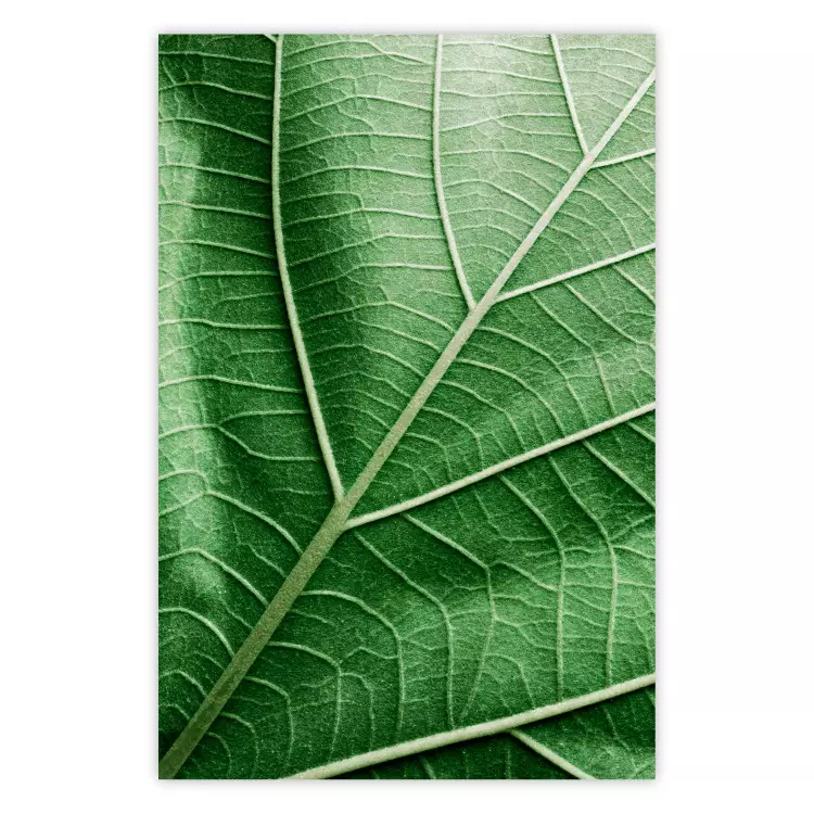 Malachitblatt - Grünes Blatt mit detaillierter Textur im Nahaufnahme