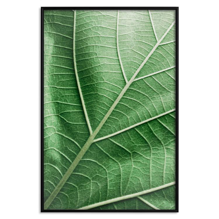 Malachitblatt - Grünes Blatt mit detaillierter Textur im Nahaufnahme