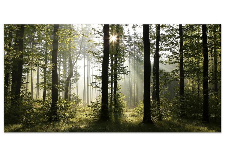 Forest: Beautiful Morning II [Large Format]