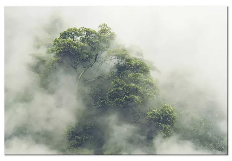 Nebeliges Amazonas (1-teilig) - Exotischer Dschungel