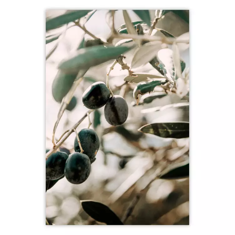 Olivenhain - Bäume und Oliven auf hellem Grund