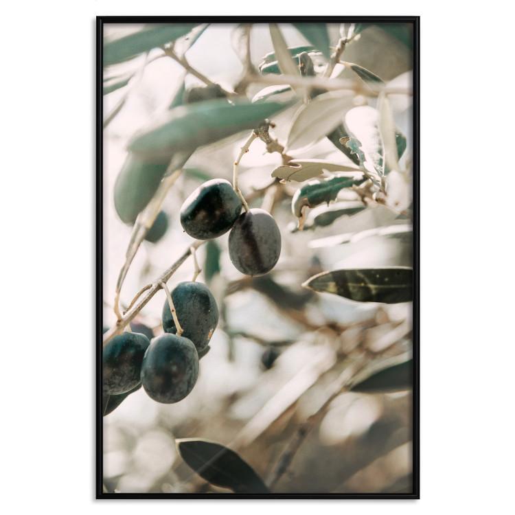 Olivenhain - Bäume und Oliven auf hellem Grund