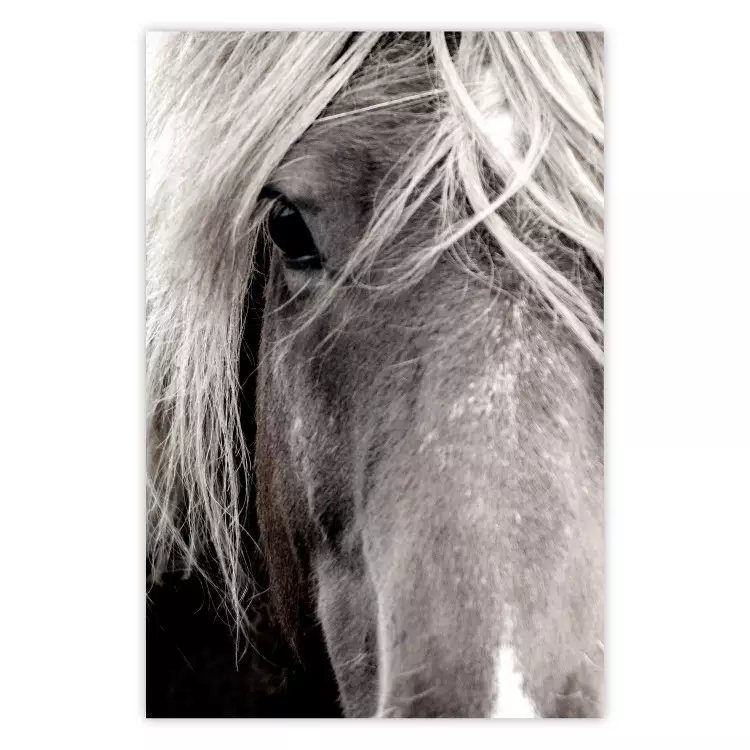 Freier Geist - Schwarz-weißes Pferdeporträt