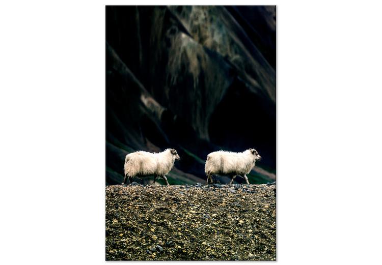 Folge mir! (1-teilig) Hochformat - Foto von zwei weißen Tieren