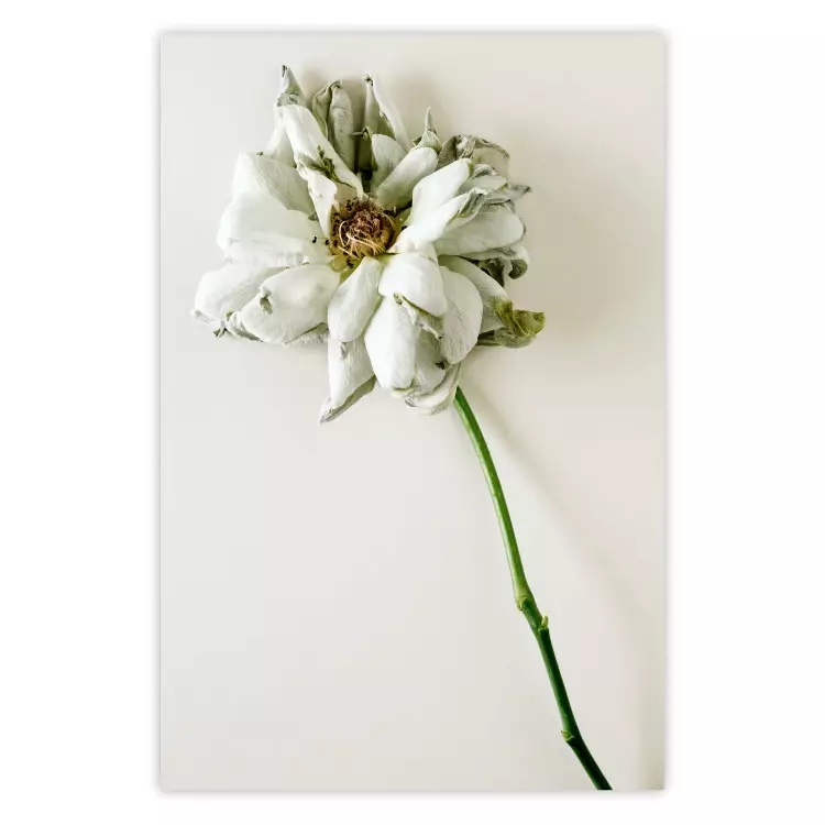 Ausgetrocknete Erinnerung - Pflanze mit weißer Blüte