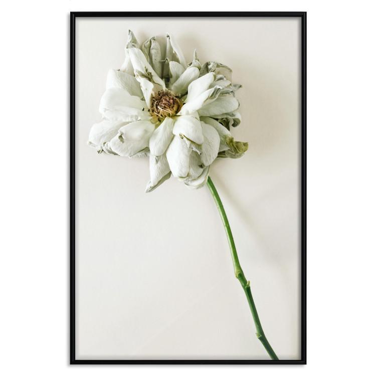 Ausgetrocknete Erinnerung - Pflanze mit weißer Blüte