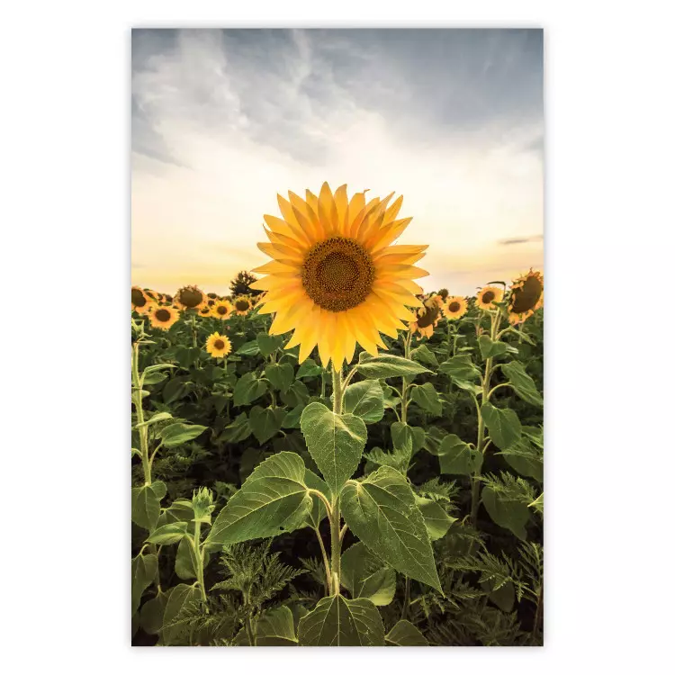 Sonnenblumenfeld - Wiese voller gelber Blumen vor hellem Himmel