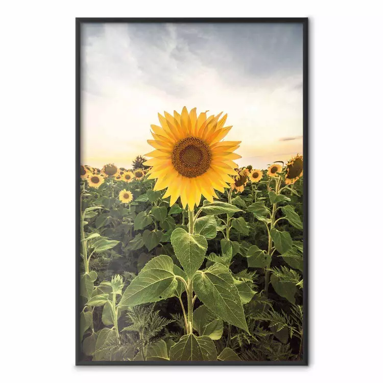 Sonnenblumenfeld - Wiese voller gelber Blumen vor hellem Himmel