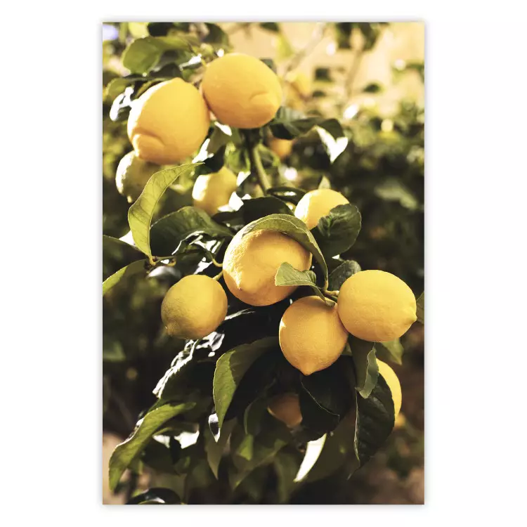 Italienische Zitrusfrüchte - Gelbe Zitronen vor grünen Pflanzen