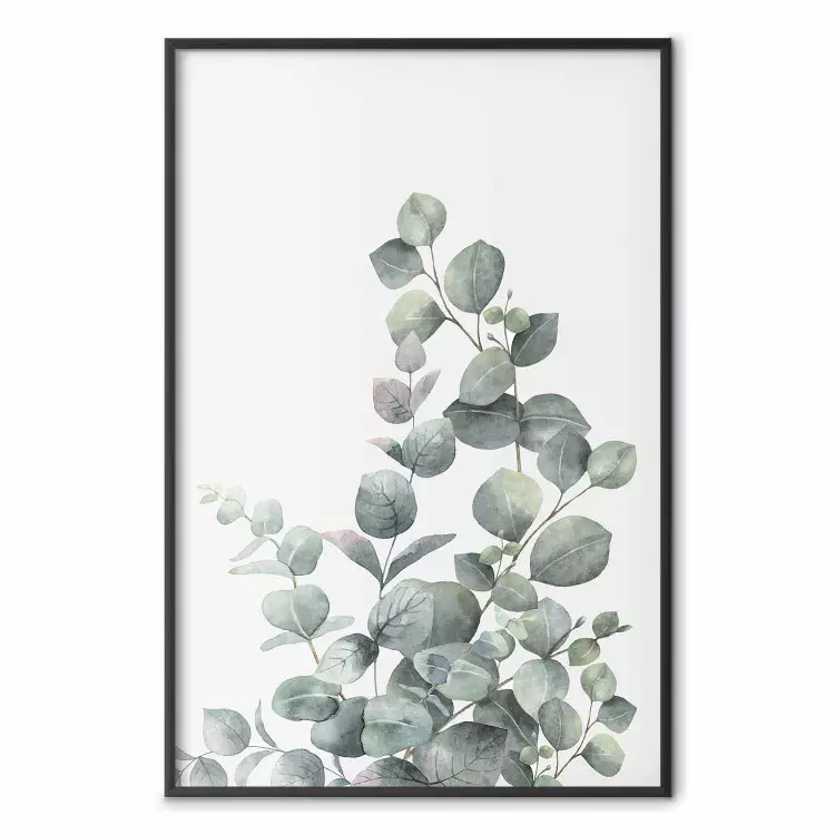 Eukalyptuszweige - Grüne Blätter vor hellem Hintergrund