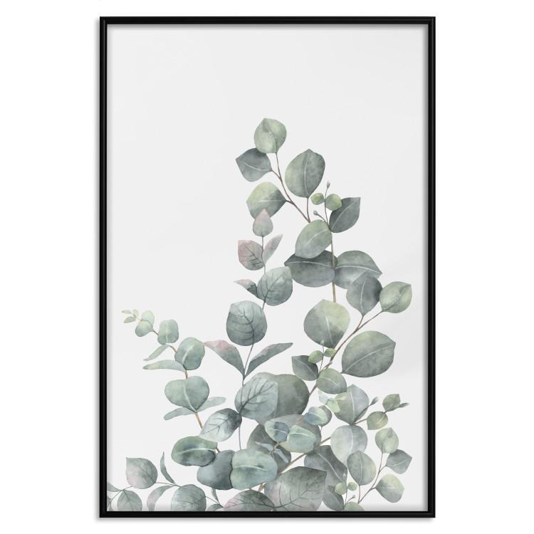 Eukalyptuszweige - Grüne Blätter vor hellem Hintergrund