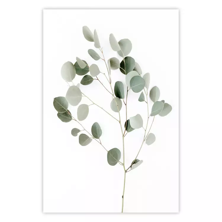 Silberner Eukalyptus - Einfache grüne Blätter auf weißem Hintergrund