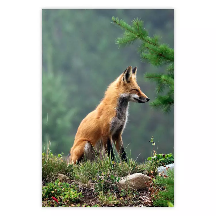 Rothirsch - Majestätisches wildes Tier im Wald