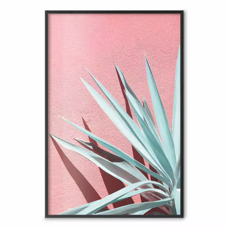 In Full Sun - Aquamarine Leaves Giving Shade Against the Pink Wall