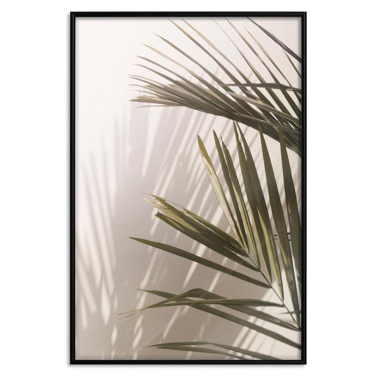 Palm Leaves - Sunny View With a Peaceful Play of Shade and Light