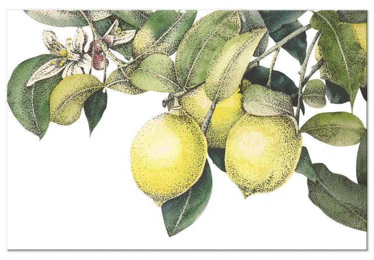 Zitronen und Blätter (1-teilig) - farbenfrohe Zitrusfrüchte am Baum