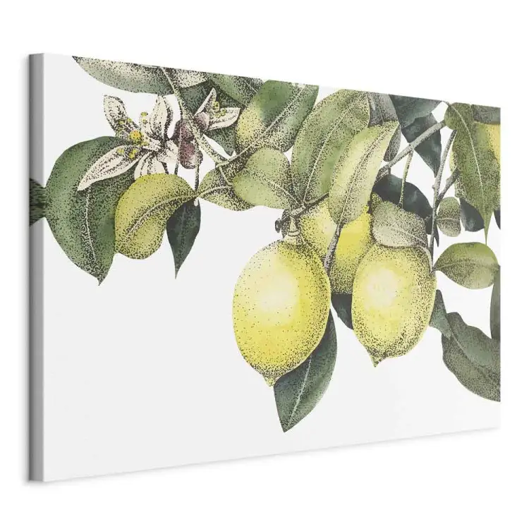 Zitronen und Blätter - farbenfrohe Zitrusfrüchte am Baum