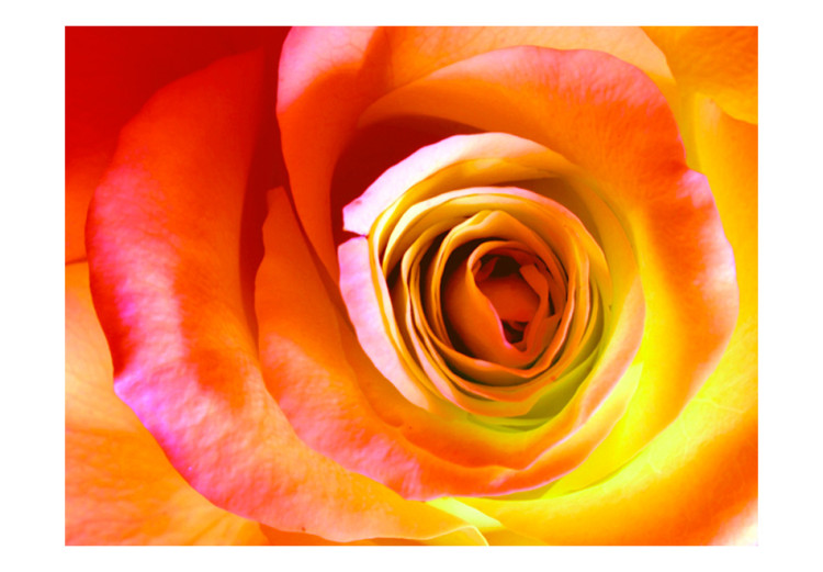 Fototapete Wüstenrose - Nahansicht einer Rosenblüte in energetischen Farben 60330 additionalImage 1
