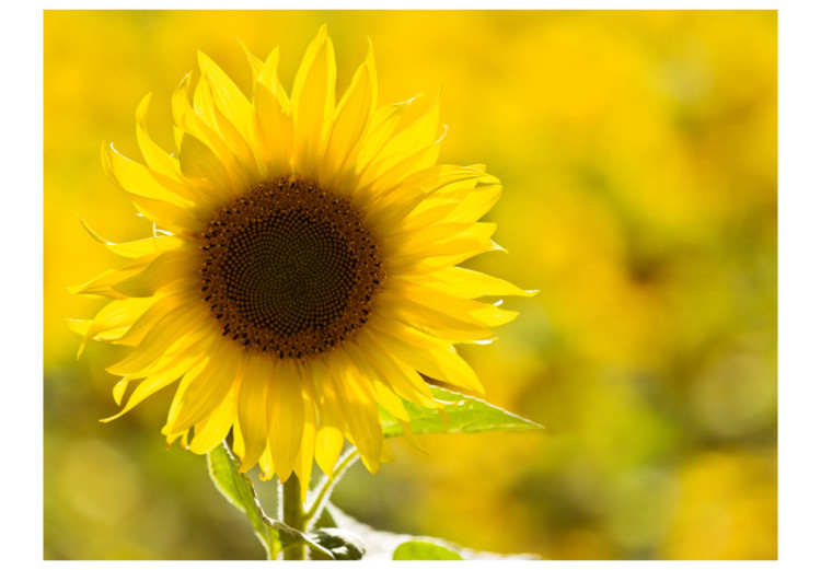 Fototapete Sonnenblume - Nahaufnahme einer Blume auf Sonnenblumenfeld 60730 additionalImage 1