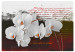 Vlies Fototapete Tagebuch und Orchideen - Blumenmotiv mit Aufschriften im Hintergrund 60240 additionalThumb 1