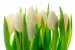 Vlies Fototapete Tulpen in der Sonne - Pflanzenmotiv mit weißen Blumen hell 60360