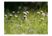 Fototapete Gänseblümchen - Morgentau einer Wiese mit Blumen in Wassertropfen 60470 additionalThumb 1