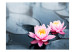 Fototapete Lotus blossoms 60680 additionalThumb 1