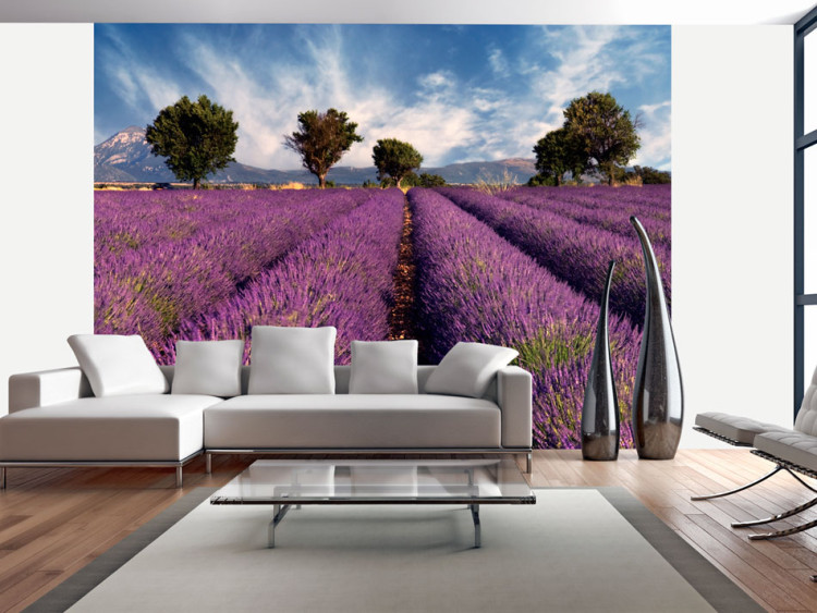 Vlies Fototapete Lavender field in Provence, France 60011