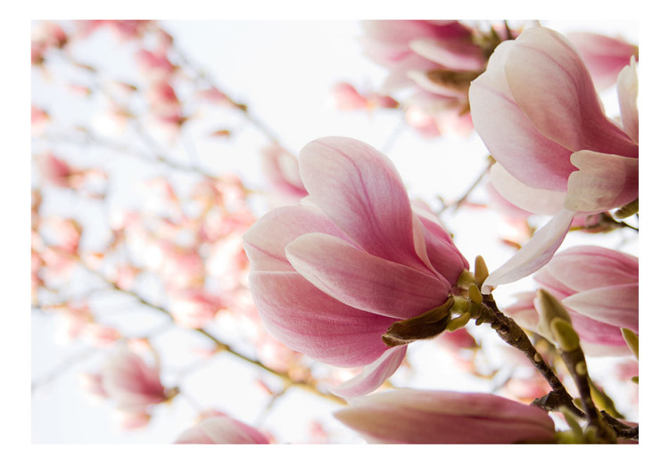Vliestapete Rosa Magnolie - Magnolienblüten auf Bäumen und blauem Himmel 60421 additionalImage 1