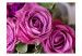 Vlies Fototapete Fliederfarbene Rosen - Makroaufnahme von Blumen verschwommen 60331 additionalThumb 1