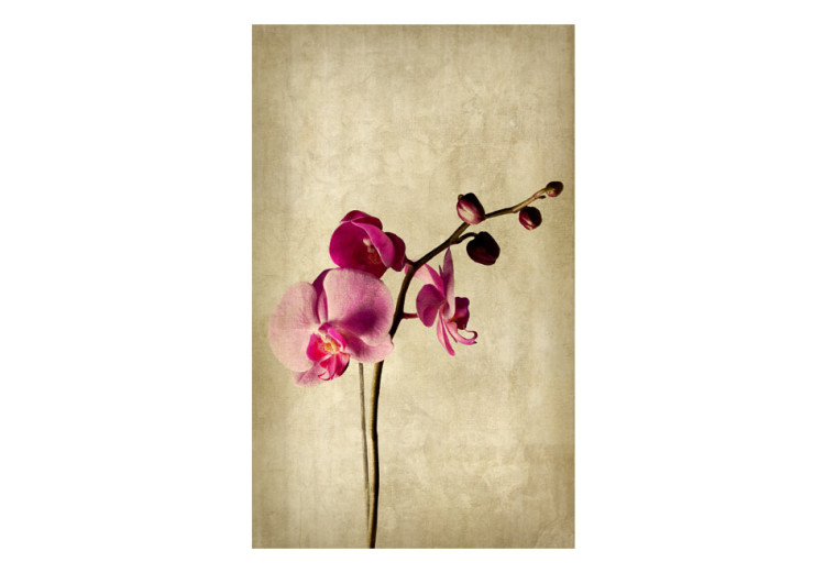 Vlies Fototapete Orchid, strength and subtlety 60631 additionalImage 1