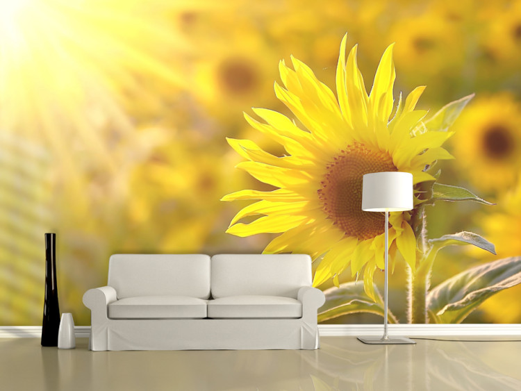 Fototapete Sommerblumen - Makroaufnahme mit Sonnenblume in Sonnenstrahlen 60731