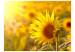 Fototapete Sommerblumen - Makroaufnahme mit Sonnenblume in Sonnenstrahlen 60731 additionalThumb 1