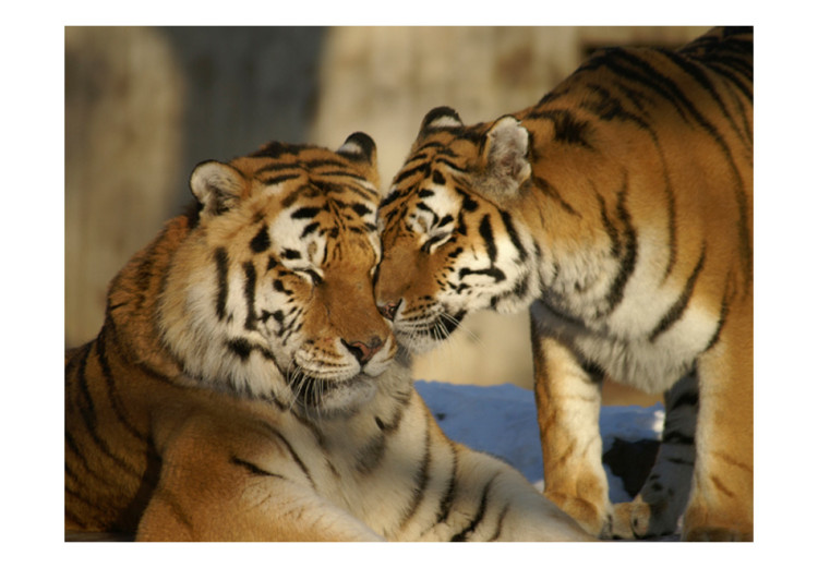 Vlies Fototapete Liebe der Tiere in der Natur - Tigerehepaar verschwommener Hintergrund 61331 additionalImage 1