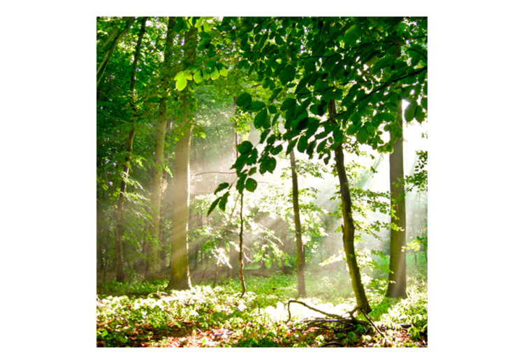 Vlies Fototapete Wald - Sommer und Waldlandschaft mit Bäumen voller grüner Blätter 60541 additionalImage 1