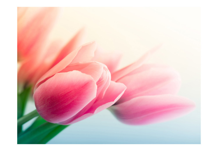 Vlies Fototapete Frühling und Tulpen - Zarte Nahaufnahme von Blumen heller Hintergrund 60641 additionalImage 1