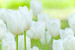 Vliestapete Feld weißer Blumen - Pflanzenmotiv mit hellen Tulpenblumen 60361