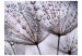 Fototapete Pusteblume und Morgentau - Nahaufnahme von Blumen mit Wassertropfen 60371 additionalThumb 1